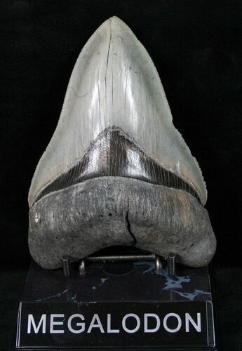 Serrated, Glossy Megalodon Tooth #12298